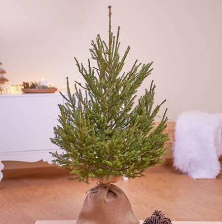 MONTA UN ARBOL DE NAVIDAD NATURAL CON LA AYUDA DE INTERFLORA - Tentaciones  de Mujer